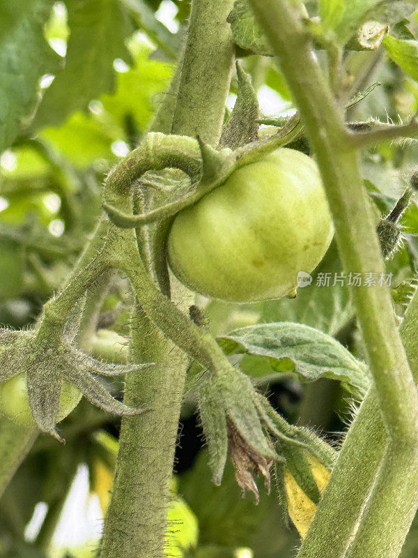 未成熟的绿色牛肉番茄(Solanum lycopersicum)在藤蔓植物上的全画幅图像，生长在外面，重点在前景